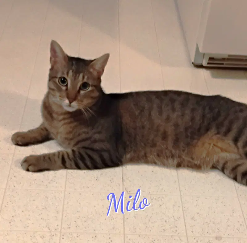 Milo, a young male Tabby cat up for adoption