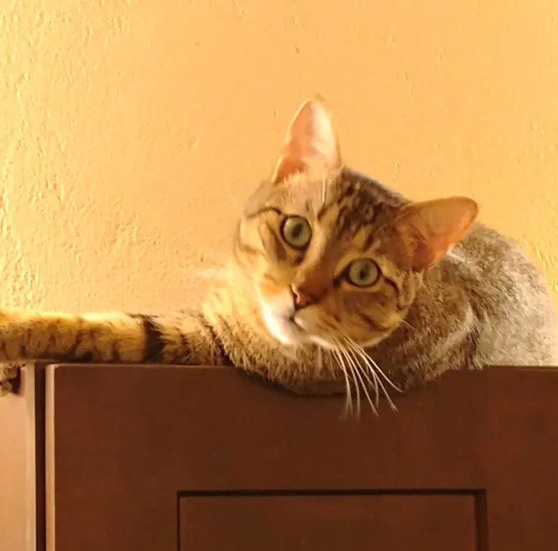 Milo, photo 2