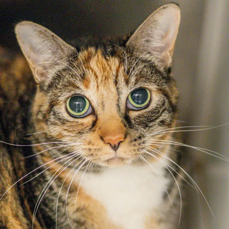 Jules, an adult female cat up for adoption