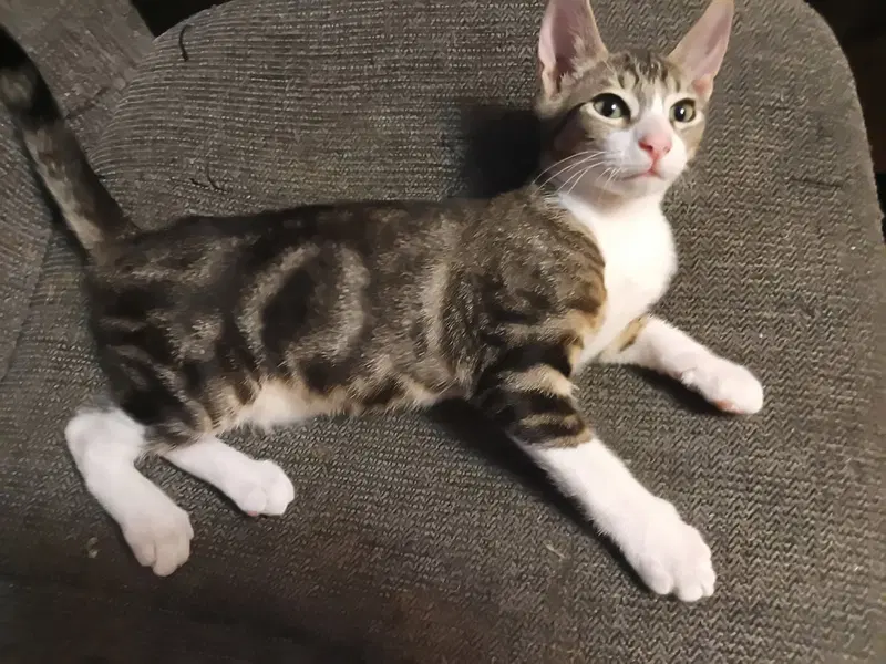 Felix, photo 4