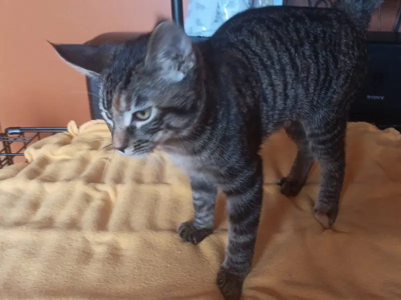 Starbright, a female kitten up for adoption