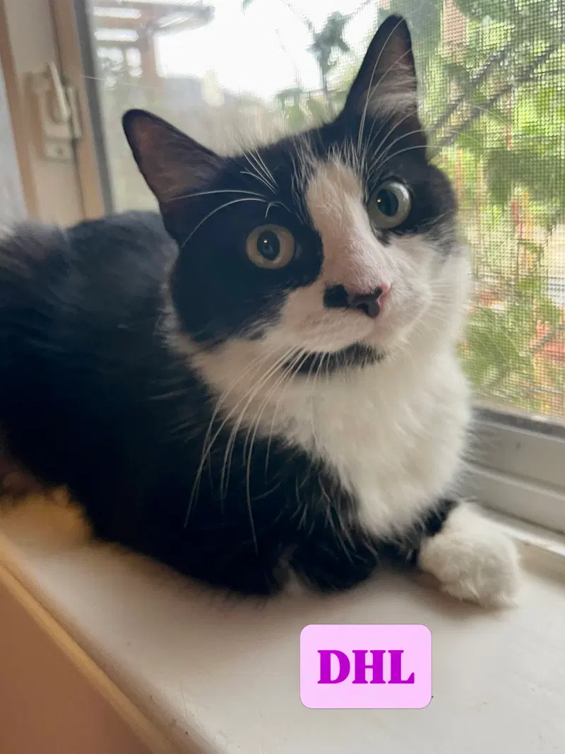 Dhl, a young female cat up for adoption