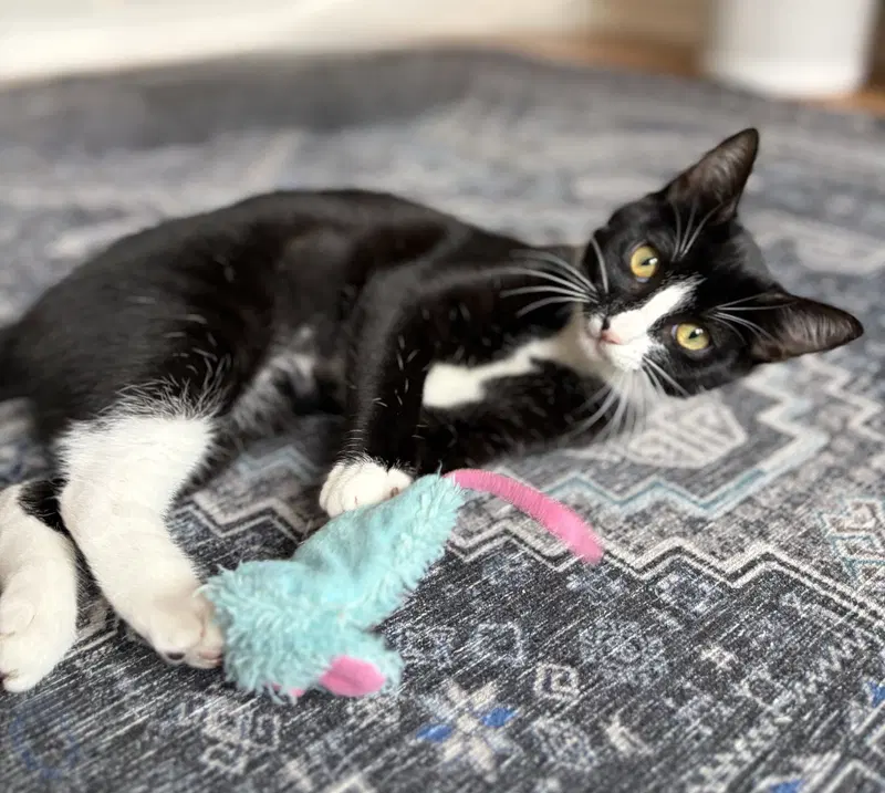 Domino, a female Tuxedo kitten up for adoption