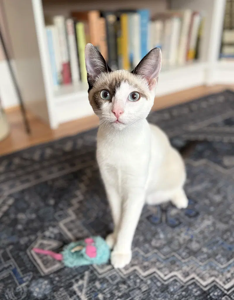 Vera, a female Snowshoe kitten up for adoption