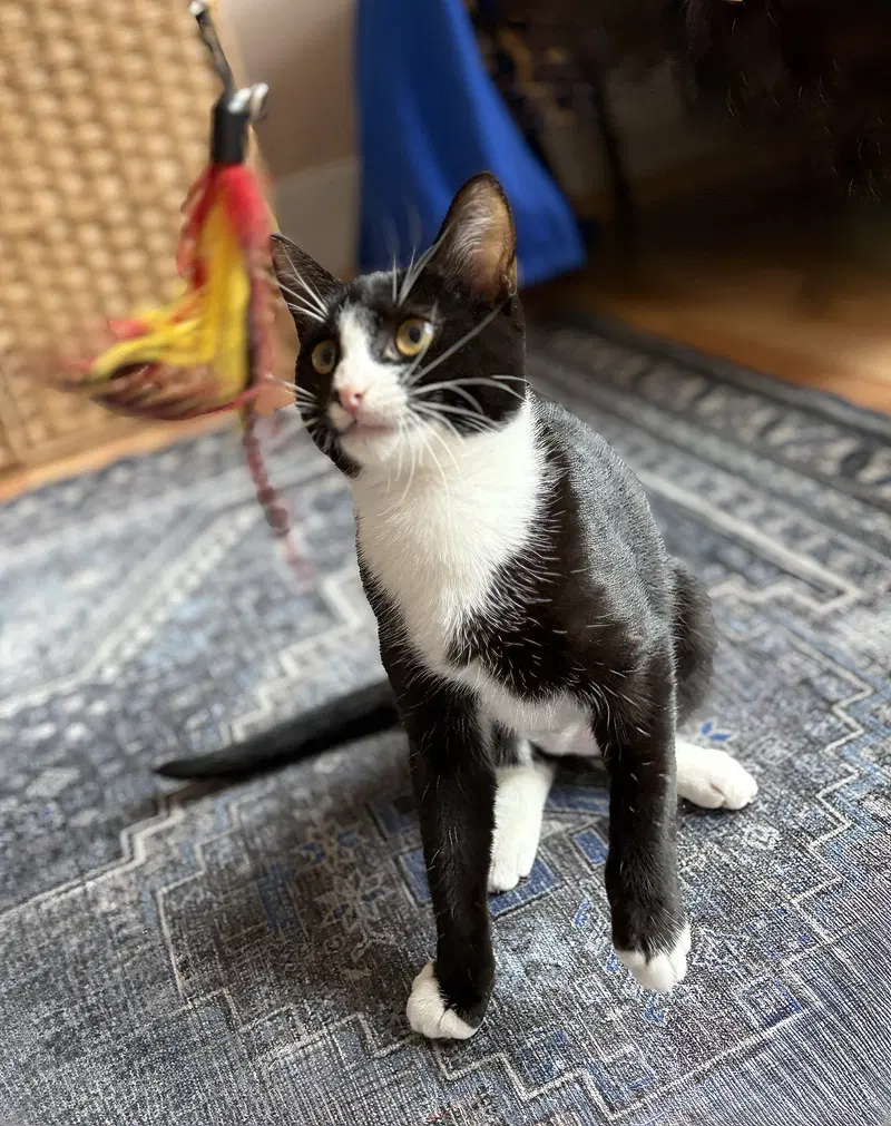 Domino, photo 4