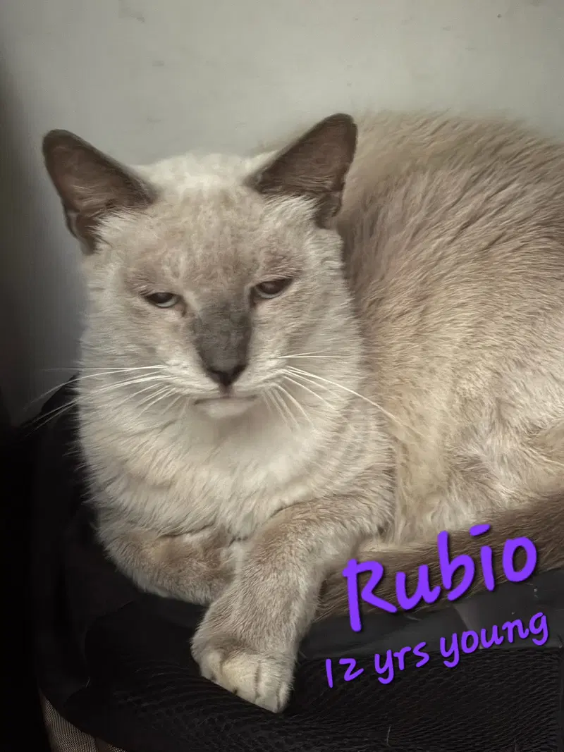 Rubio, a senior male Siamese cat up for adoption