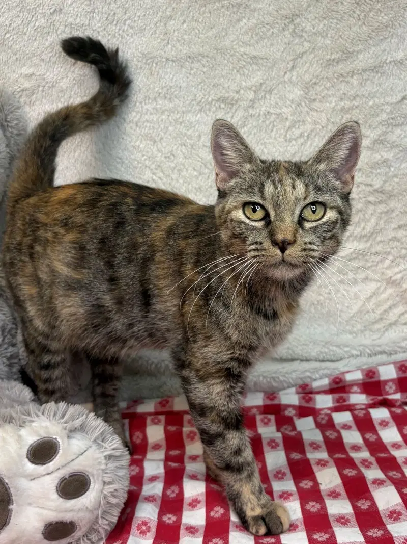 Olivia, an adult female cat up for adoption