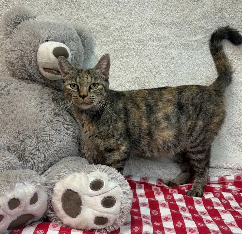 Olivia, photo 2