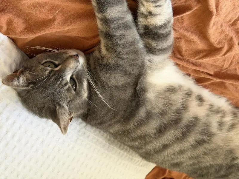 Drew, an adult male cat up for adoption