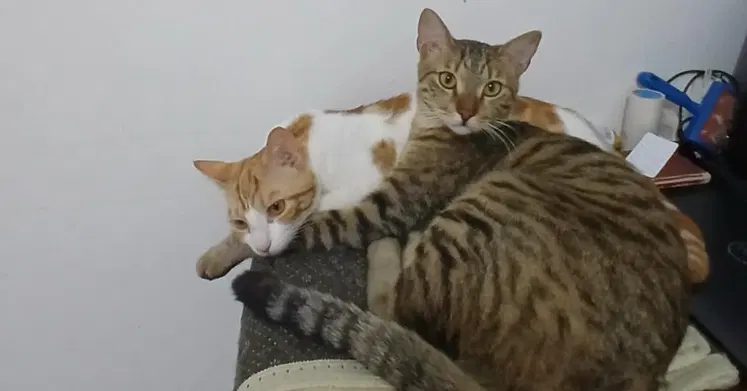 Mesteka, photo 4