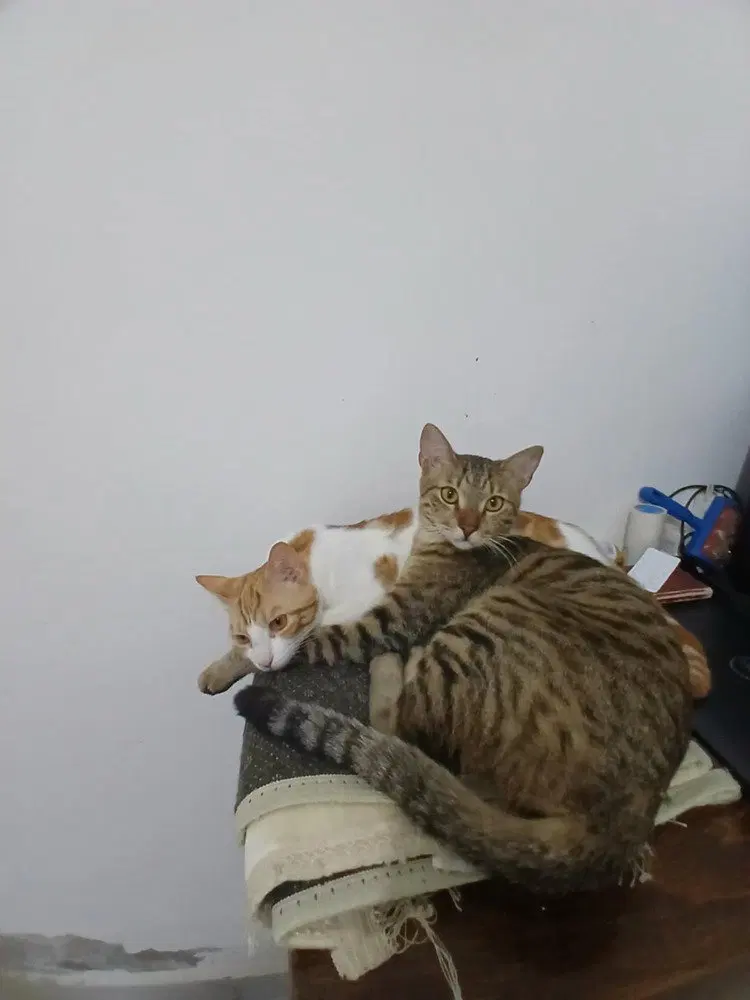 Fosdok, a young male Egyptian Mau cat up for adoption