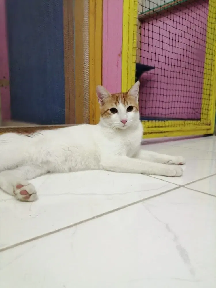 Cairo, an adult male Egyptian Mau cat up for adoption