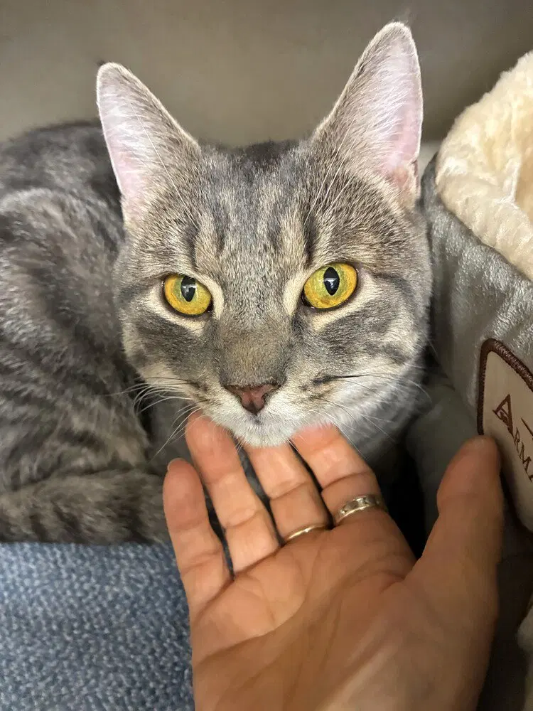 Clark, an adult male cat up for adoption