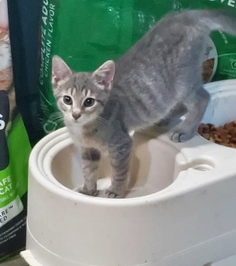 Holgans, a male kitten up for adoption
