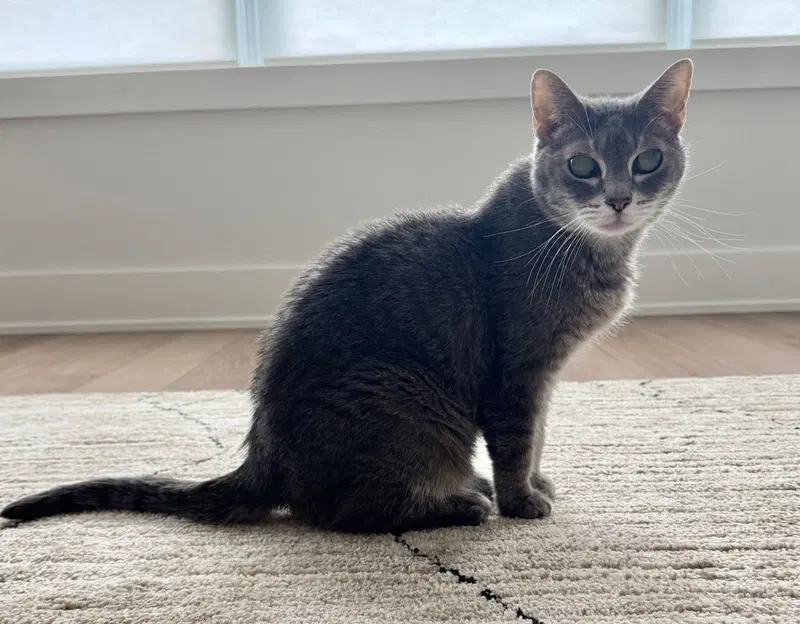 Ellie, a senior female cat up for adoption