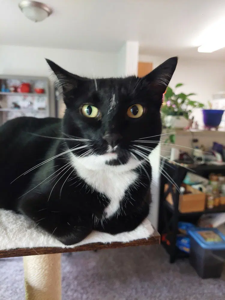 Velvet, an adult female cat up for adoption