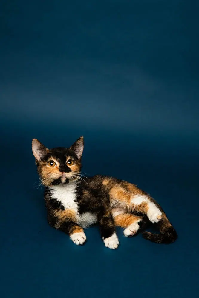 Roo, a female kitten up for adoption