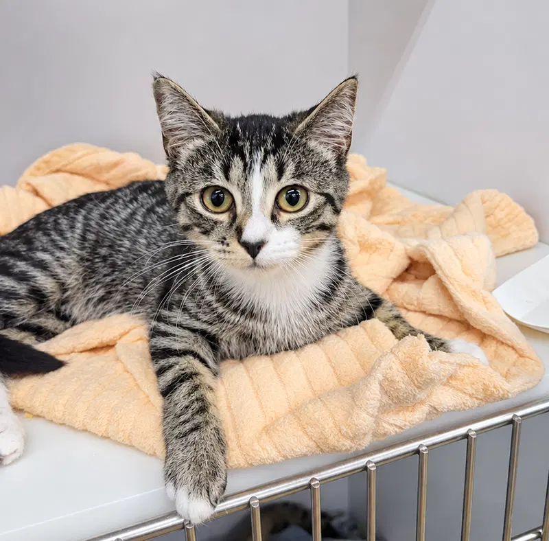 Kitten Ehren, photo 3