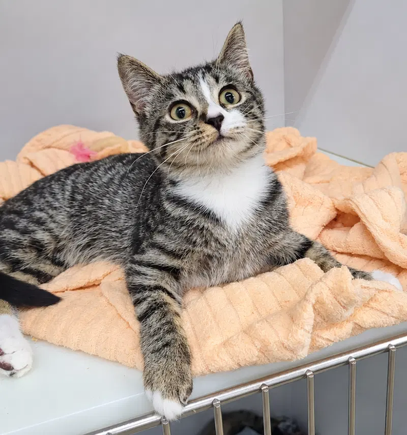 Kitten Ehren, photo 4