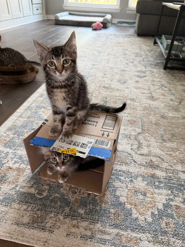 Marseille, a male kitten up for adoption