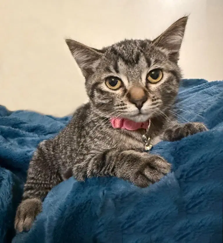 Spark, a female kitten up for adoption