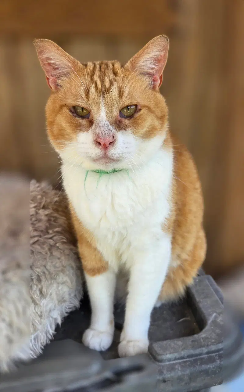 Pumpkin, an adult male cat up for adoption