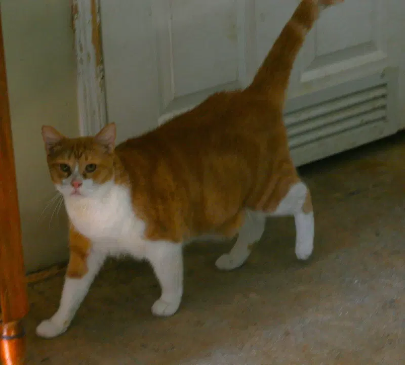 Pumpkin, photo 7