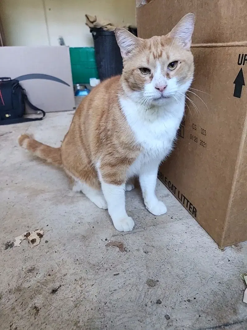 Pumpkin, photo 8
