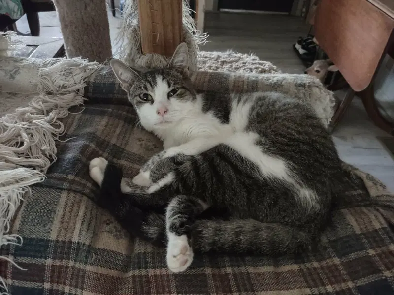 Frannie, photo 2