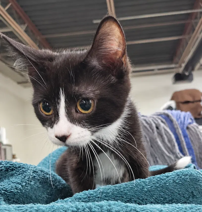 Kitten Excel, a male kitten up for adoption