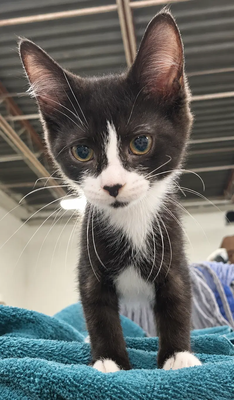 Kitten Excel, photo 2