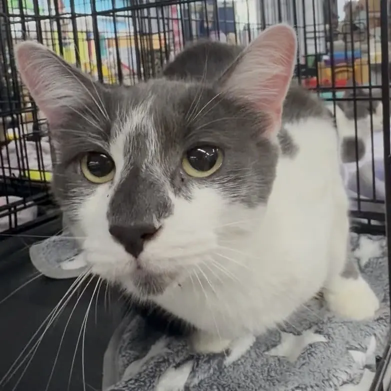 Fievel, an adult male cat up for adoption