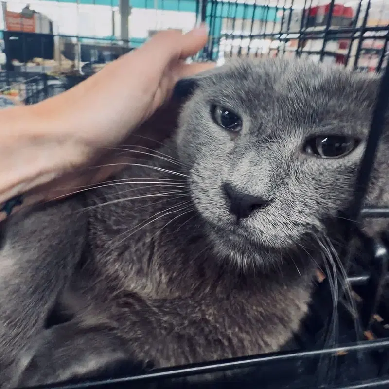 Frodo, a male cat up for adoption