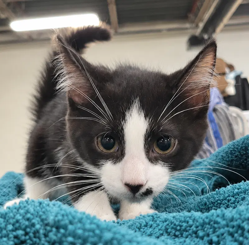 Kitten Adobe, a male kitten up for adoption