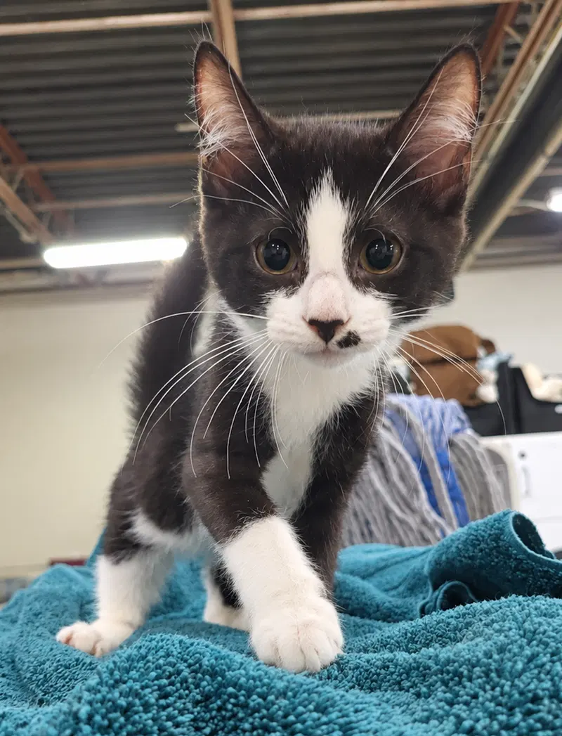 Kitten Adobe, photo 2