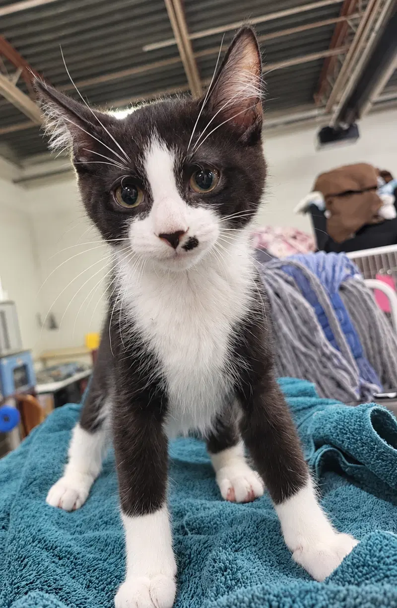 Kitten Adobe, photo 3