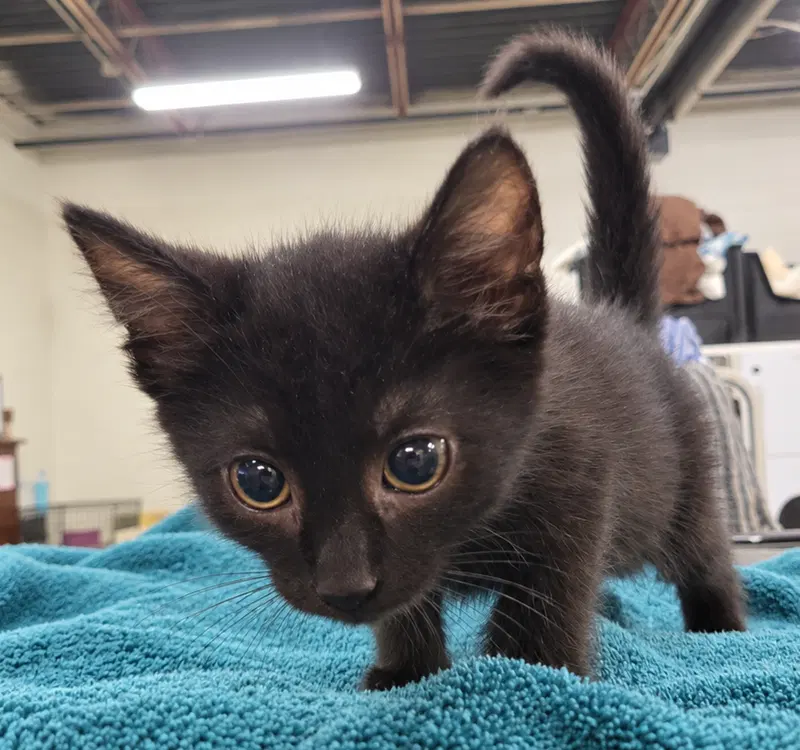 Kitten Cursor, a male kitten up for adoption