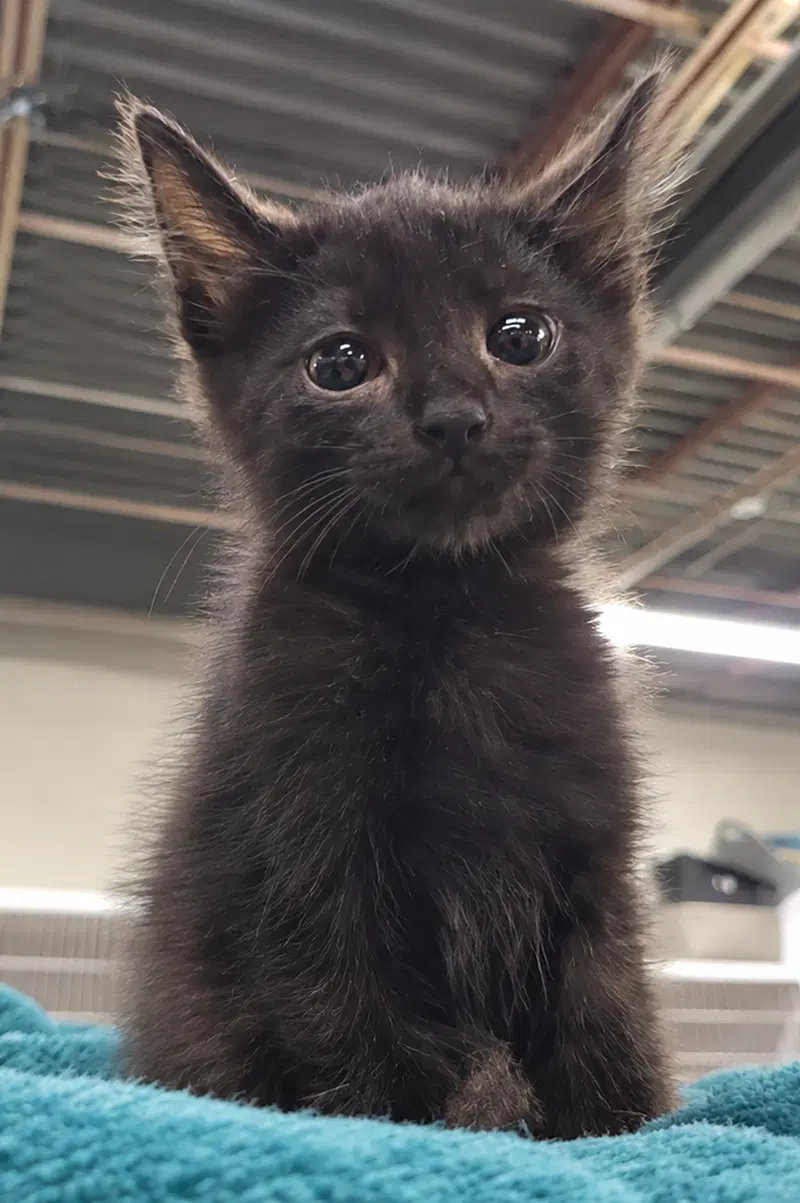 Kitten Cursor, photo 4