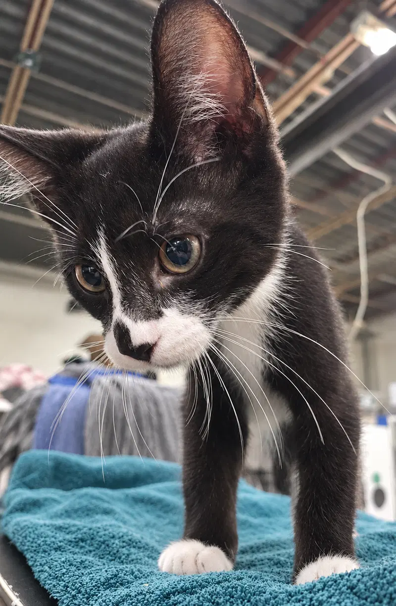 Kitten Word, a male kitten up for adoption