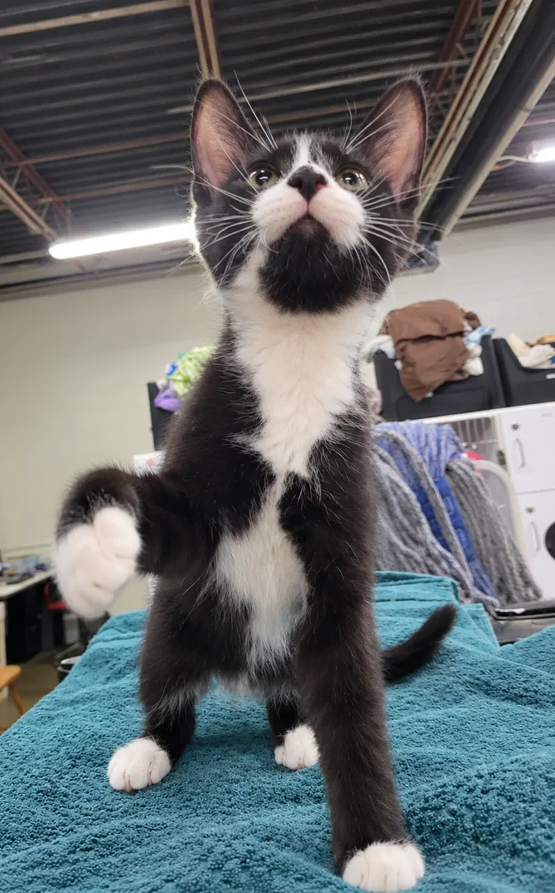 Kitten Word, photo 2