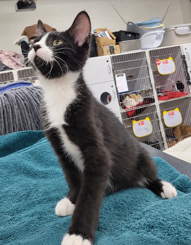 Kitten Word, photo 3