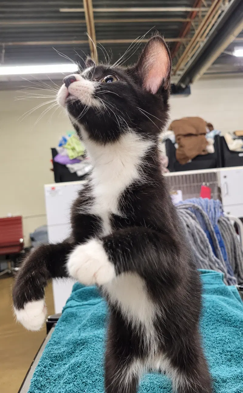Kitten Word, photo 4