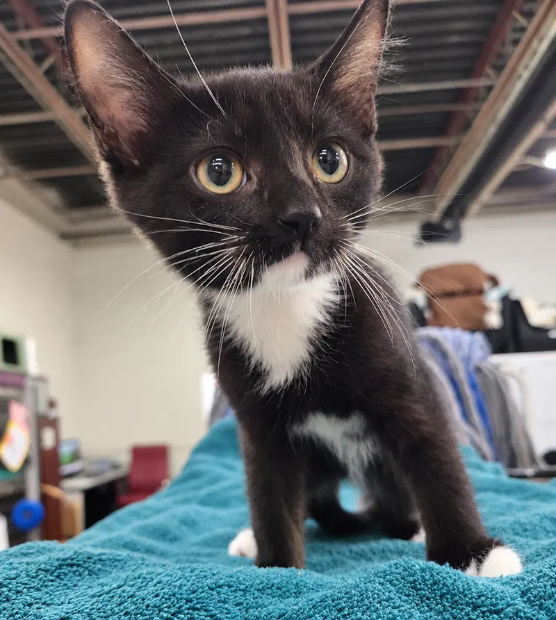 Kitten PowerPoint, a male kitten up for adoption