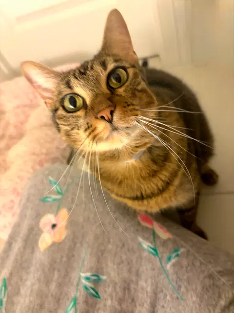 Watch the video of Cai