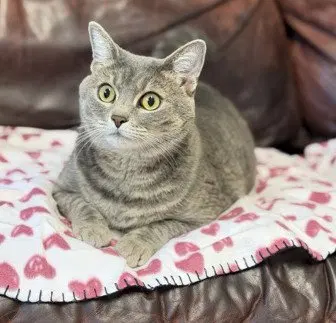 Lola, an adult female cat up for adoption