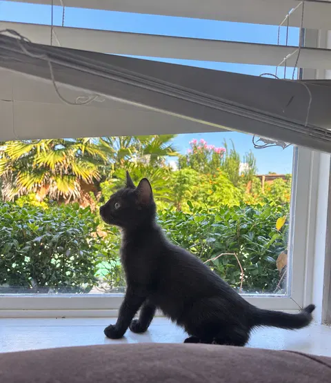 Watch the video of Oreo