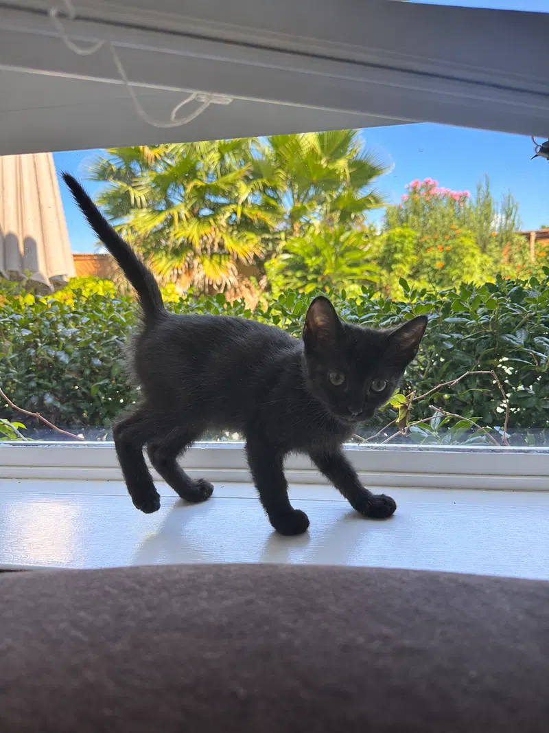 Oreo, photo 2