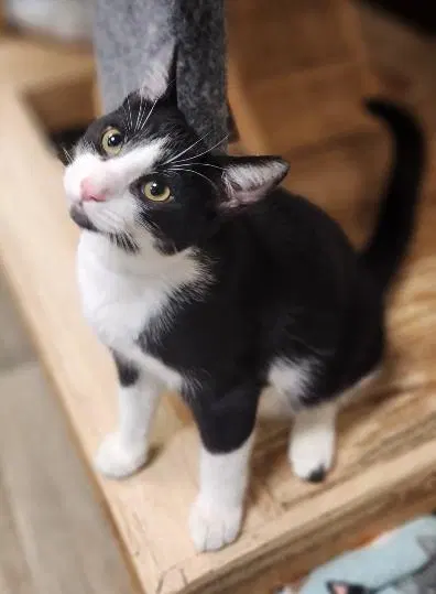 Croissant, a young male cat up for adoption