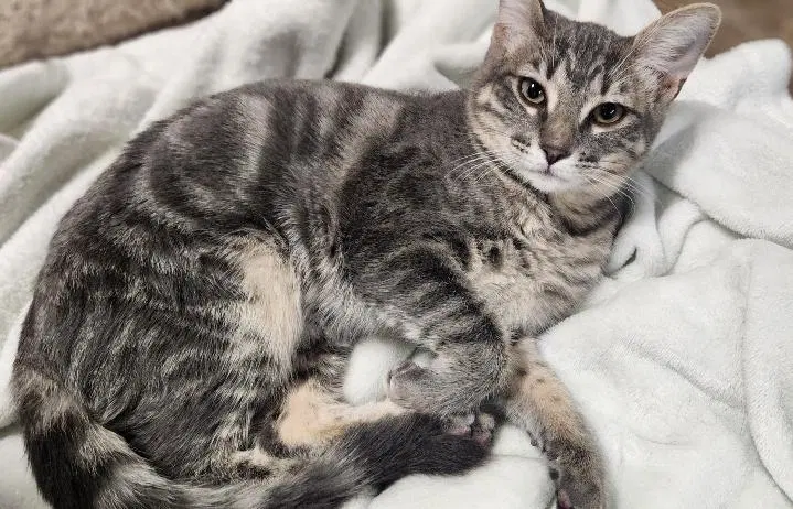 Kitten 27981, photo 2