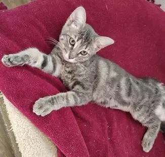 Kitten 27981, photo 3